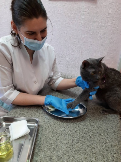 Ветеринары Братска провели операцию 12-летнему коту