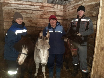 Ветеринары обследовали лошадей и пони на Иркутском ипподроме