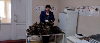 Специалисты Качугской СББЖ обследовали 1500 шкурок соболя