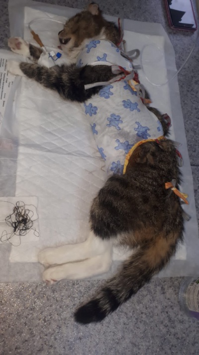 В Усть-Куте ветеринары прооперировали кошку, наевшуюся ниток