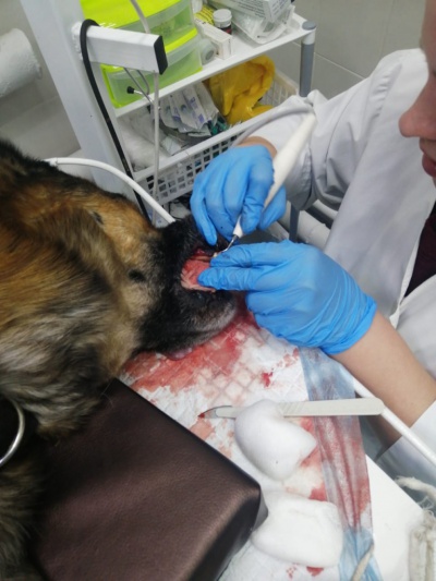 Тайшетские ветеринары удалили зуб собаке с помощью ультразвука
