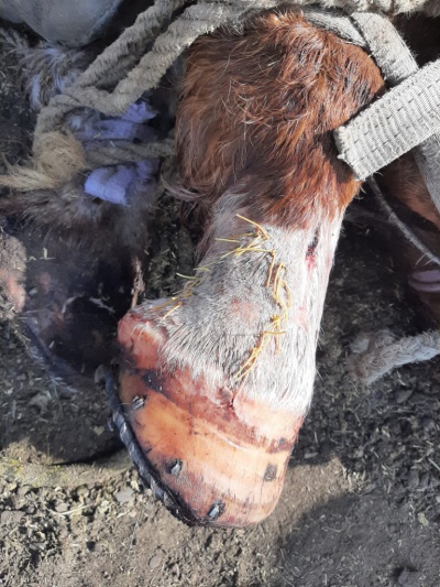 Специалисты Хомутовского ветучастка прооперировали коня с травмой ноги