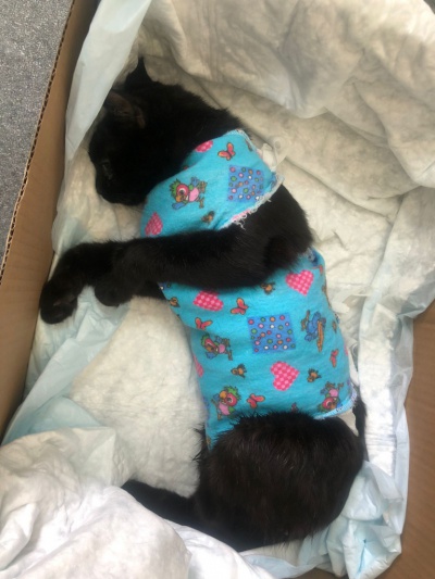 Усть-Удинские ветеринары удалили опухоль у кошки 