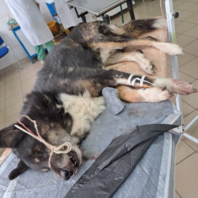 Тулунские ветеринары удалили у собаки мастоцитому
