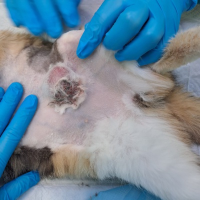 Тулунские ветврачи прооперировали 20-летнюю кошку с мастопатией