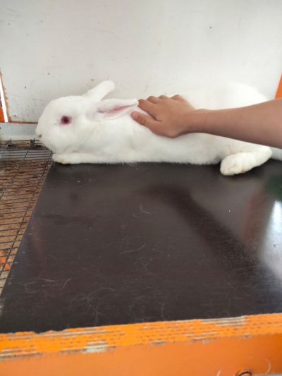 Ангарские ветеринары вакцинируют кроликов