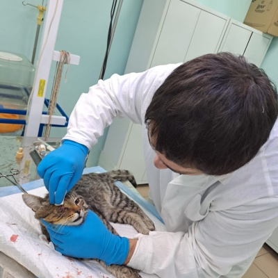 В Тулунской ветклинике студент-практикант самостоятельно провел операцию по энуклеации глаза кошке