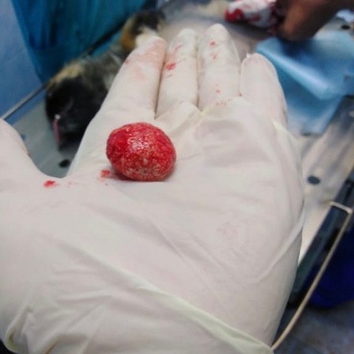 Ангарские ветеринары удалили камни у пекинеса