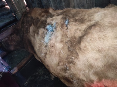 Жигаловские ветврачи спасли корову, пострадавшую от ножевого ранения