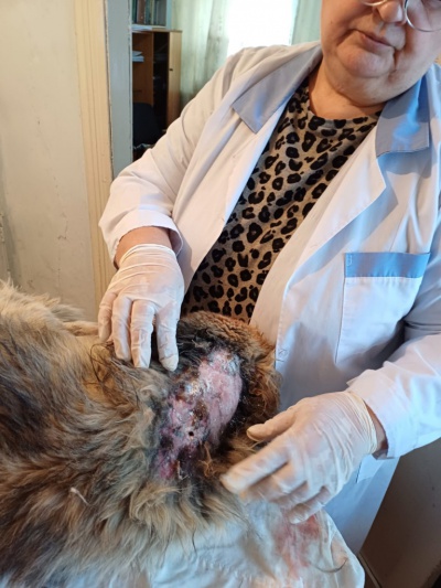 В ветклинике п. Мама прооперировали собаку, пострадавшую от нападения сородичей  