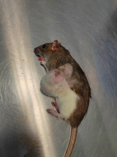 В ветклинике Железногорска удалили опухоль у домашней крысы
