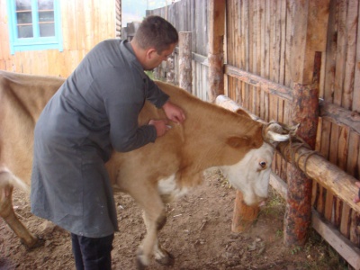В Казачинско-Ленском районе завершены осенние обработки сельхозживотных