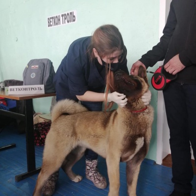 Усольские ветеринары обследовали собак на выставке 