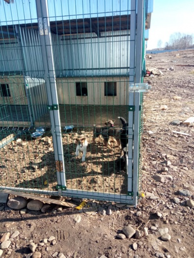 В Нижнеудинске на средства областного гранта обустраивают приют для животных