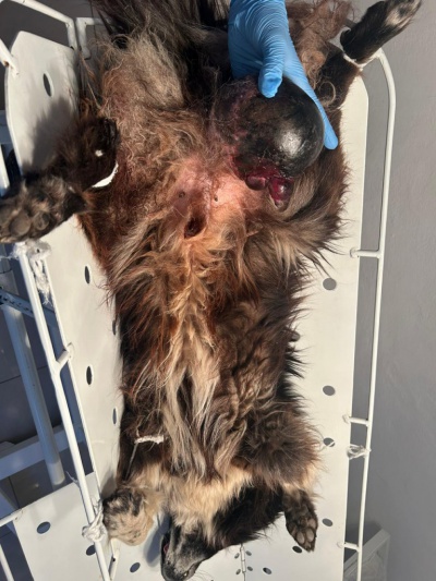 Боханские ветврачи удалили опухоль у возрастной собаки