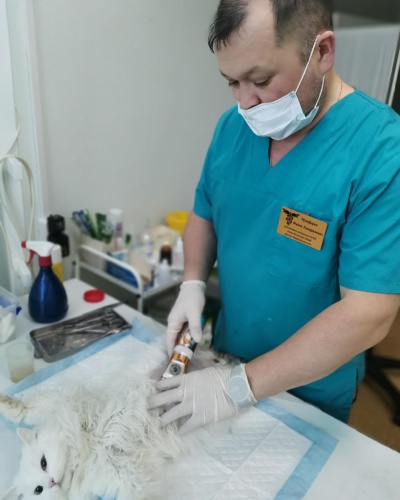 Усть-Илимская ветстанция провела акцию по льготной стерилизации и кастрации животных