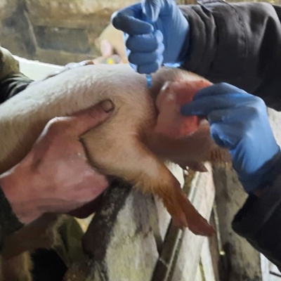 Ветврачи Иркутской городской СББЖ проводят вакцинацию свиней