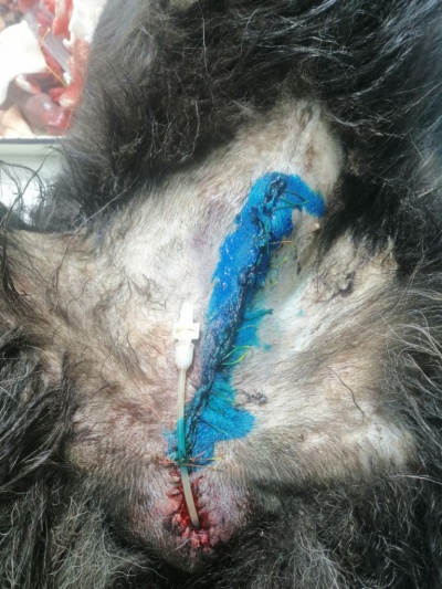 Нижнеудинские ветеринары провели сложнейшую операцию для спасения жизни собаки