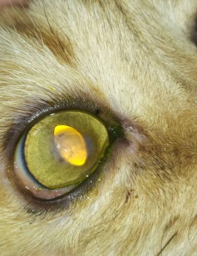 Иркутские ветврачи спасли кошку от слепоты