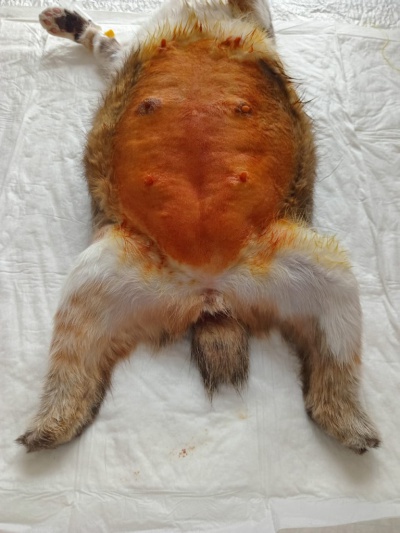 На Юхтинском ветучастке из-за ожирения стерилизовали кошку