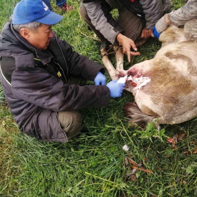 Ольхонские ветеринары чипировали лошадей в отдаленном селе