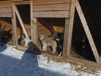 В Иркутской области построят три филиала государственного приюта для бездомных животных 