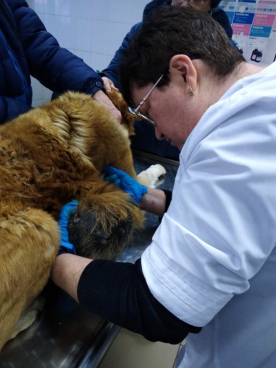Тулунские ветеринары помогли бездомному псу