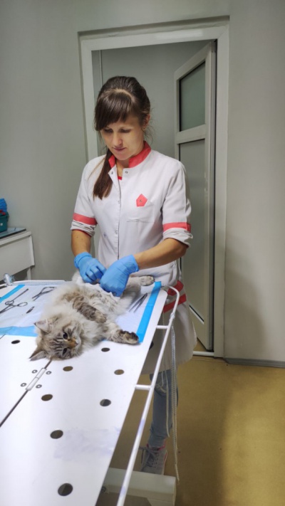 В Нижнеудинской ветклинике экстренно прооперировали беременную кошку