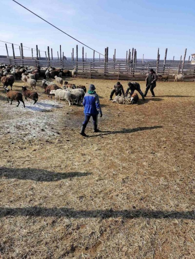 Куйтунские ветврачи начали биркование мелкого рогатого скота