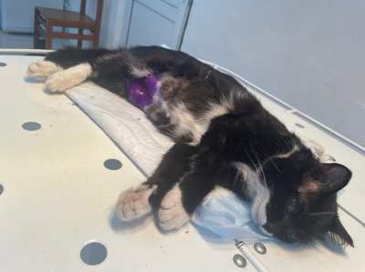 Боханские ветврачи спасли кошку при тяжелых родах