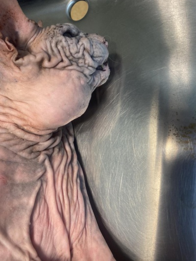В ветклинике Железногорска удалили злокачественную опухоль у кота породы сфинкс