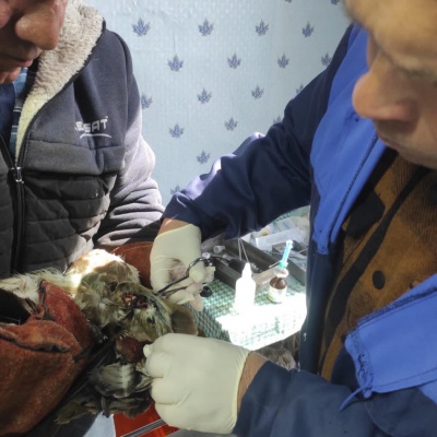 Ветеринары Жигалово провели операцию ястребу