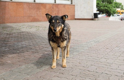В Иркутской области в июле завершится мониторинг численности животных без владельцев