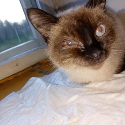 В ветклинике Железногорска провели операцию по энуклеации глаза бездомному коту