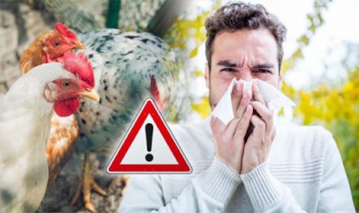 Внимание: грипп птиц 