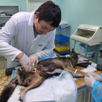 На Тулунской ветстанции студенты приняли участие в операции по удалению опухоли у собаки