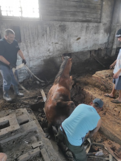 Жигаловские ветеринары спасли лошадь