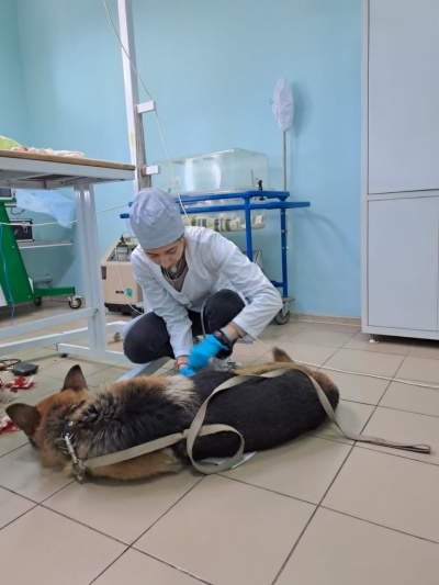Тулунские ветеринары удалили огромную опухоль у собаки