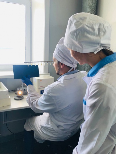 Более 2 тыс. исследований на сибирскую язву провели в Зиминской ветлаборатории