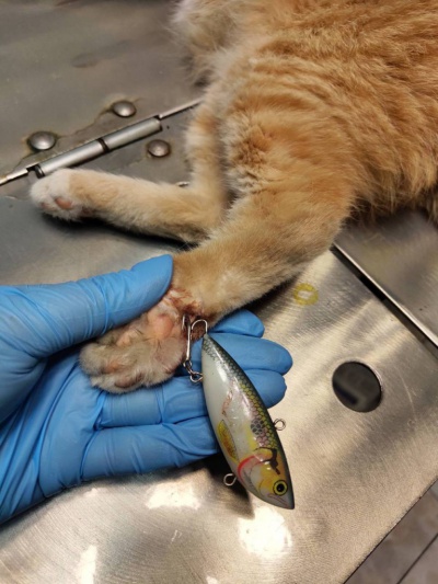 Ангарские ветеринары сняли кота с крючка