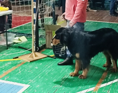 Ангарские ветеринары провели ветконтроль на выставке собак