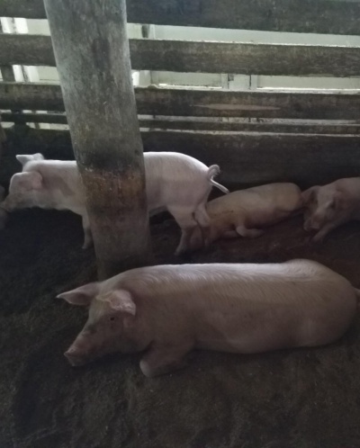 Заларинские ветеринары завершают вакцинацию против чумы свиней