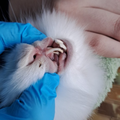 Тулунские ветеринары подрезали зубы и когти декоративному кролику  