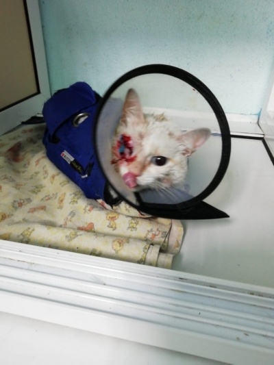 Ветврачи Черемхово прооперировали кошку с выпадением глазного яблока
