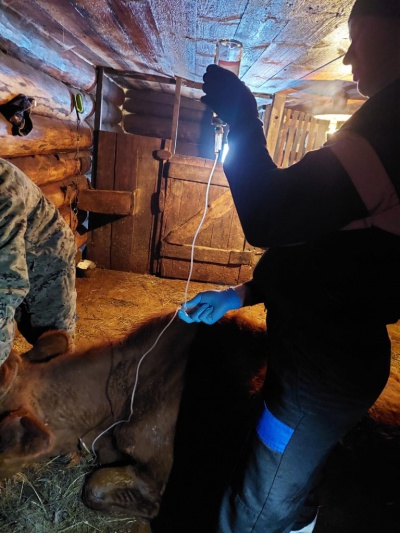 Ветеринары Оекского ветучастка спасли корову от послеродового пареза