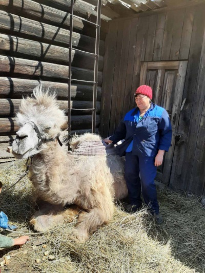 Ветеринары Иркутской районной СББЖ чипировали верблюда