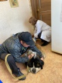 Качугская СББЖ проводит вакцинацию против бешенства