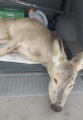 Тайшетские ветеринары помогли спасти косулю