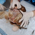 «Пациентка» отблагодарила за свое спасение тулунских ветеринаров