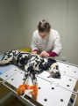 Нижнеудинская ветстанция проводит регистрацию и бесплатную стерилизацию собак